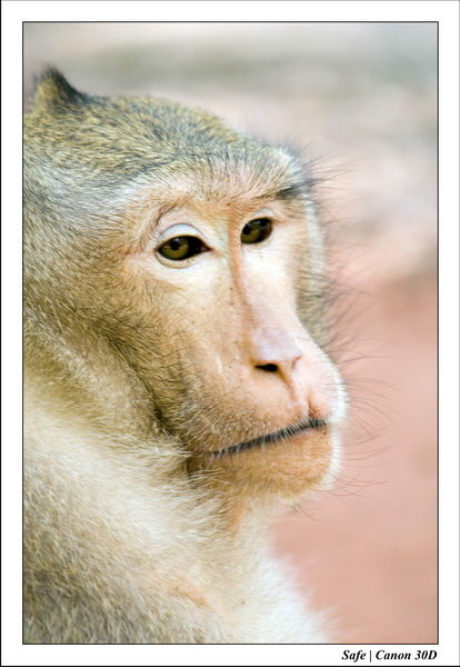 2006 - 07 - Temple angkor - Singes 15